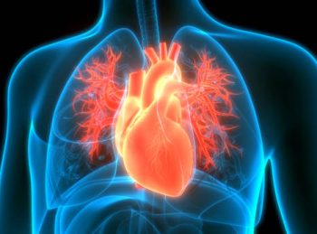 3D Illustration Concept of Human Circulatory System Heart Anatomy